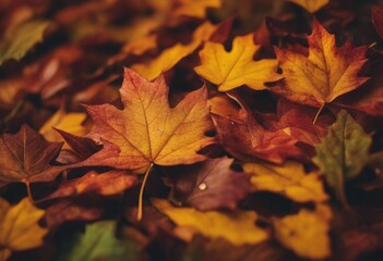 Close up of autumn leaves Multicolored fall leaves Colorful autumn leaves Macro leaf texture