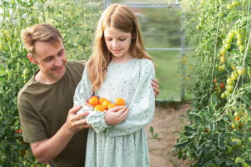 father and daughter harvest organic vegetables in a greenhouse. happy and cheerful family doing gardening on the farm. big harvest