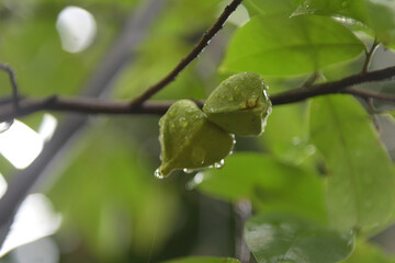 The flowers of the soursop fruit are greenish yellow which begin to bloom in the rainy season against a background of green leaves