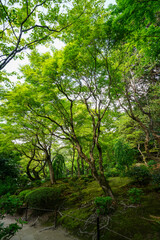 京都詩仙堂の青もみじ