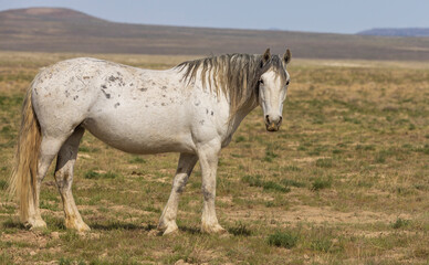 Obraz premium Beautiful Wild Horse in Spring in the Utah Desert