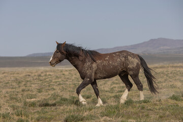 Fototapeta na wymiar Beautiful Wild Horse in Spring in the Utah Desert