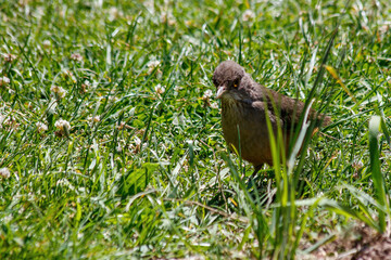 bird on the grass