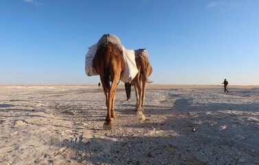 Camel Caravan with men trekking and hiking through the western desert in Egypt n Bahariya oasis