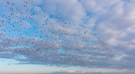 Beautiful large flock of starlings flying in the sky - The natural phenomenon 