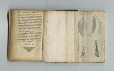 Medical, anatomy and drawing in book on paper in antique, vintage or old science textbook with...