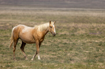 Obraz na płótnie Canvas Beautiful Wild Horse in Spring in the Utah Desert