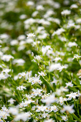 鎌倉　光則寺のシャガの花