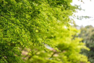 鎌倉　報国寺の新緑