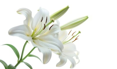 White lily flower isolated on white background with clipping path. Close up.