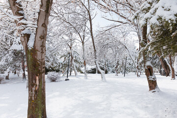 Beautiful winter landscape with trees covered with snow in the Park - Ankara, Turkey