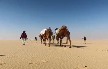 Camel Caravan with men trekking and hiking through the western desert in Egypt n Bahariya oasis