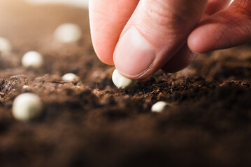 a woman's hand holds a seed to plant in the ground, close-up