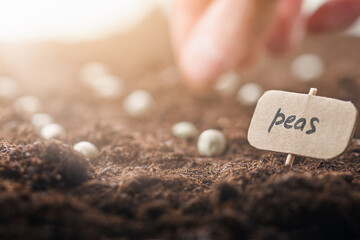 planting pea seeds in the ground - obrazy, fototapety, plakaty
