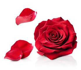 red rose bud and falling petals, on a white isolated background
