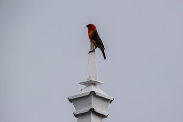 red foodie on the roof of a house and on a tree in natural conditions on the island of Mauritius