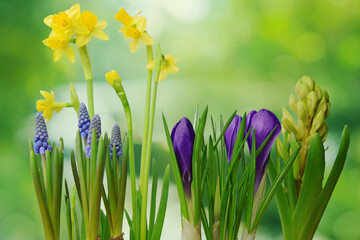 kwiaty cebulowe wiosna - obrazy, fototapety, plakaty