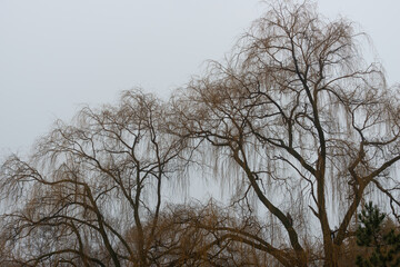 landscape with mostly willow trees on a fog-filled, rainy afternoon in january