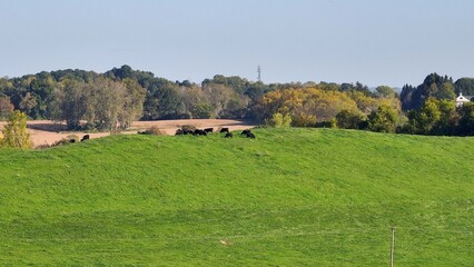 Fototapeta premium Peaceful countryside farm with green rolling hills and cattle grazing on sunny day in rural up state New York 