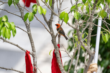 red foodie on the roof of a house and on a tree in natural conditions on the island of Mauritius