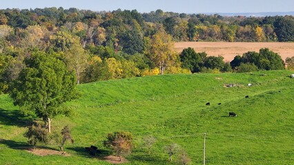 Fototapeta premium Peaceful countryside farm with green rolling hills and cattle grazing on sunny day in rural up state New York 
