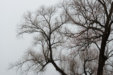 landscape with trees on a fog-filled, rainy afternoon in january