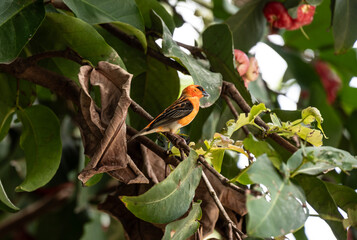 red foodie on the roof of a house and on a tree in natural conditions on the island of Mauritius