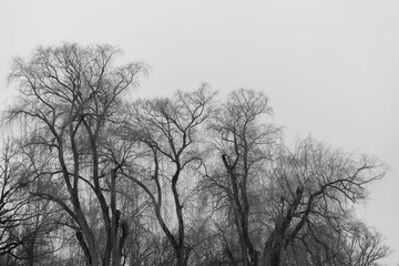 black and white depiction of bare willow trees in near silhouette on a fog filled afternoon in January