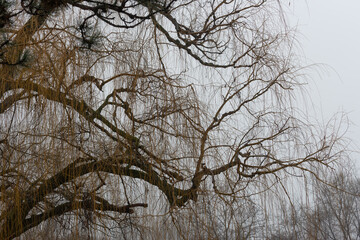 landscape with willow trees on a fog-filled, rainy afternoon in january