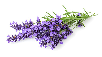 Fragrant lavender on white isolated background