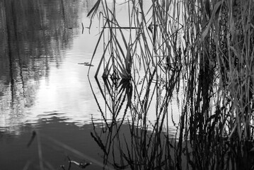 abstract black and white photo with plant texture