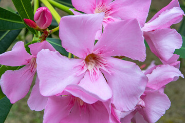 Oleander. Pink beautiful and delicate flowers (NERIUM OLEANDER)