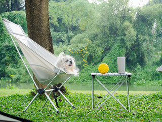 Shih Tzu dog sitting on camping chair. Pet dog at camping tent in the hot weather day.