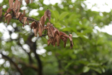Guava leaves dry in the rainy season brown with firm fibers on a green leaf background