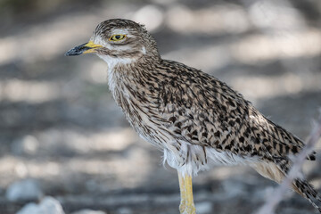 African gray sandpiper runs along the ground looking for food in natural conditions in Kenya
