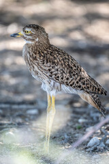African gray sandpiper runs along the ground looking for food in natural conditions in Kenya