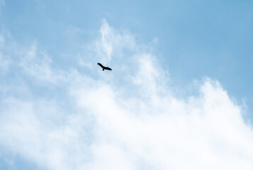 Graceful bird flies high in the blue sky