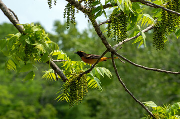 range oriole in green tree