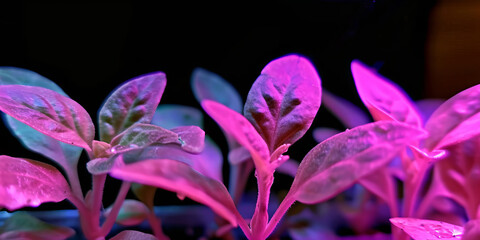 Violet-Lit Leaves Against Dark Background