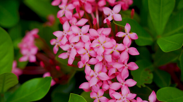 Ixora coccinea (thechi flower). Chethi flower is also known as jungle flame, jungle geranium, pendkuli or flame of the woods. a medicinal plant, used in ayurveda.