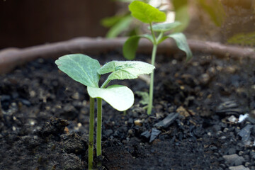 Pumpkin seedlings that emerge from the soil are small, strong seedlings ready to grow and bear fruit. Soft and selective focus.