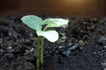 Pumpkin seedlings that emerge from the soil are small, strong seedlings ready to grow and bear fruit. Soft and selective focus.
