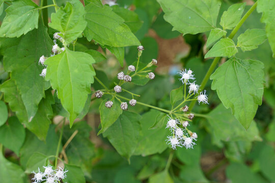 Bitter Bush is a medicinal plant. Every part of the trunk has a musty smell. Small flowers, 10-35 flowers, outer petals are long lines. White, light purple or pink in nature, found along the roadside.