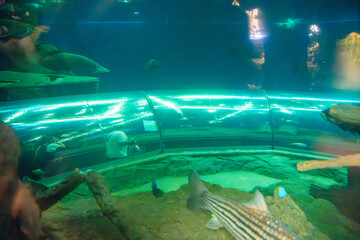 Aquatic tunnel in the Underwater World in Pattaya, Thailand