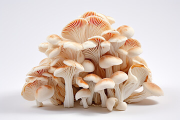 Shimeji mushrooms isolated on white background. Shimeji mushrooms.