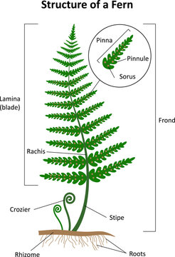 The structure of a fern. Labeled diagram.