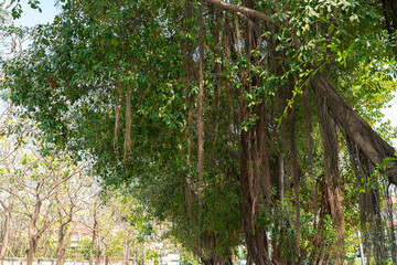 Sunlit Summer Forest Landscape with Green Trees, Blue Sky, and Lush Foliage in a Park