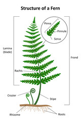 The structure of a fern. Labeled diagram.