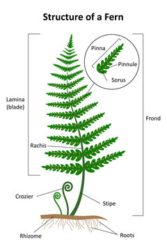 The structure of a fern. Labeled diagram.