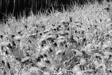 abstract black and white photo with plant texture